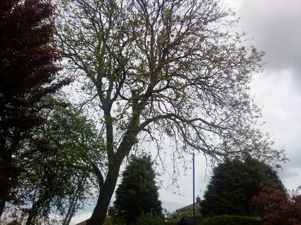 Tree Surgery Newport