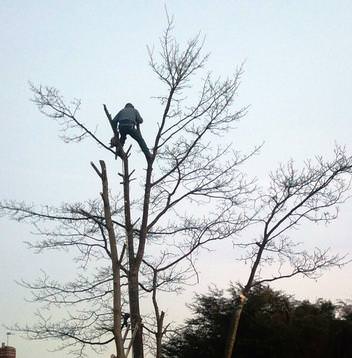 Tree Service Wales