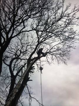 Tree Surgery South Wales