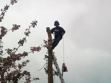 Tree Surgeon David Robbind Maindee Tree And G