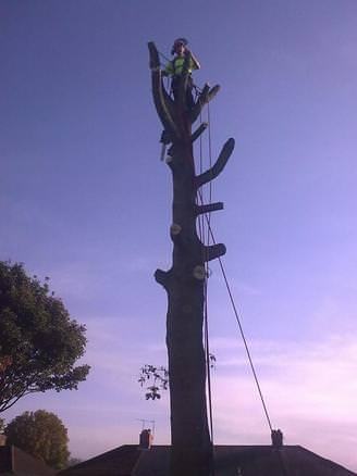 Big Oak Dismantle, Small Garden