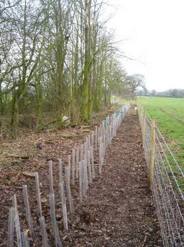 New native hedge row planting
