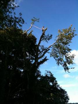 Beech dismantling