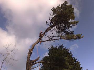 Pine felling