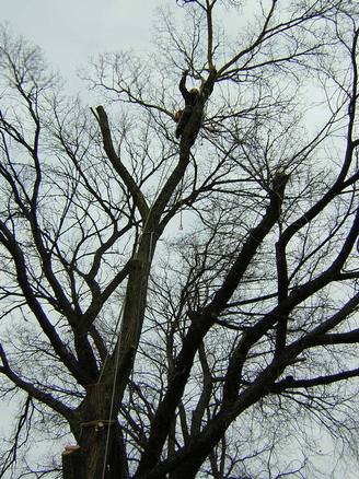 Howard Chambers Tree Work Brecon Beacons