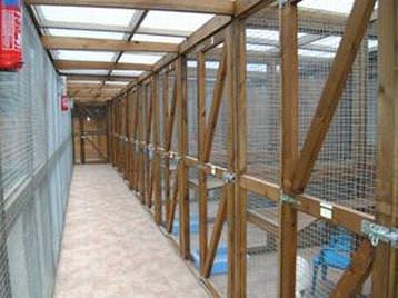 Inside the cattery