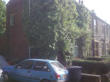 Ivy removal