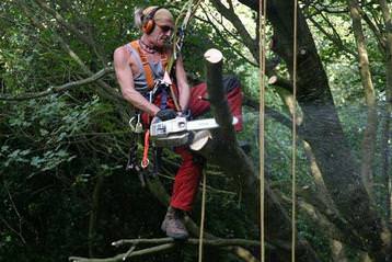 Tree surgeon at work