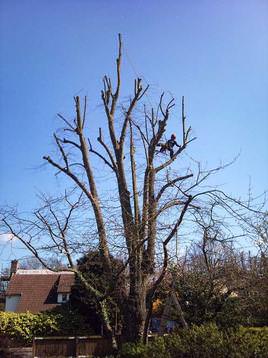 Reducing a lime tree