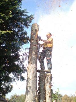 Felling a tree in sections