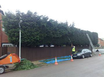 Hedge trimming