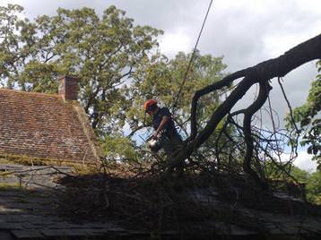 Branch on a roof