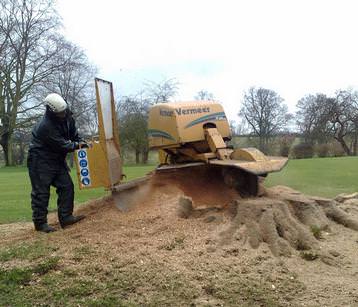 Grinding out a large Beech stump