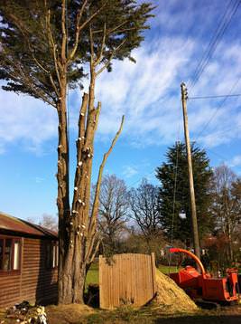 Cupressus in confined space  