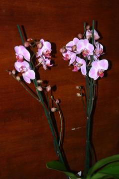 Phelanopsis orchid plant