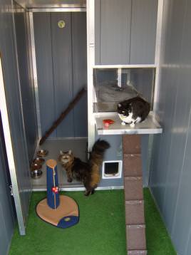 Cats in the cattery