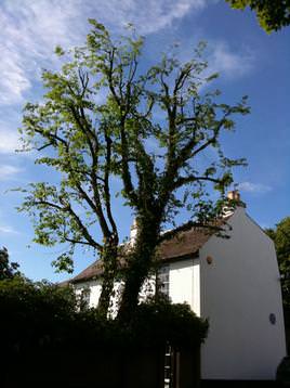 Ash crown reduction (after)