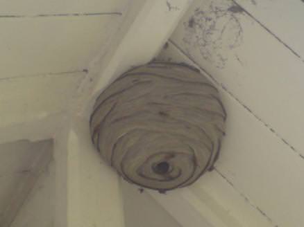 Typical Wasp Nest