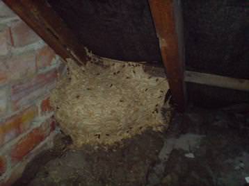 Large Wasp Nest