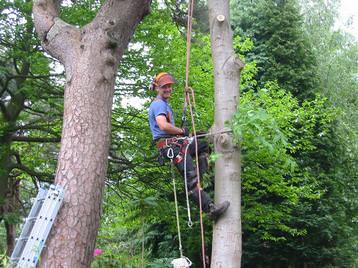 removal of a sweet chestnut