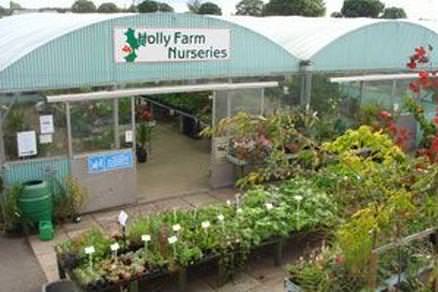 Holly Farm Nurseries