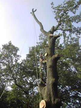 large tree dismantle