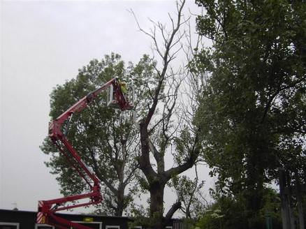 dead tree removal