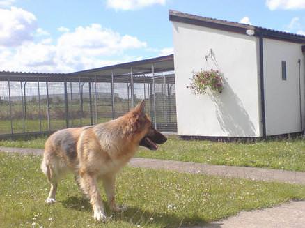 Holmewood Kennels featuring Jet the Sheppy