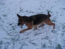 The Lodge Boarding Kennels & Cattery, Sleaford