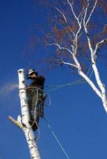 Midland Tree Specialists, Northampton