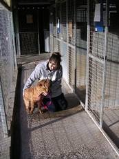 Cedar Lodge Kennels and Cattery, Bristol