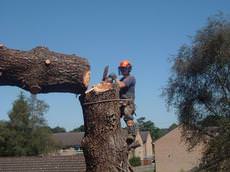 Fayrewood Tree Services, Verwood