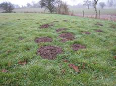 Ace Mole Control, Mansfield