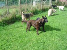 Northlake Boarding Kennels, Okehampton