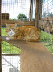 Woodside Cattery, Bourne