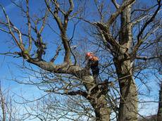 The Tree Surgeons Ltd, Caerphilly