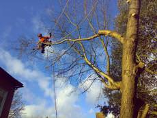 Shire Trees & Hedges, Colchester