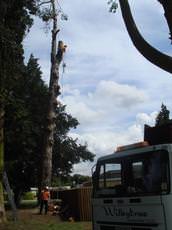 Wilby Tree Surgeons, 