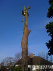 Treemechanics, Bromley