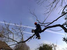 Hayward's Tree Services, London