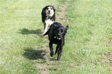 Belvoir Boarding Kennels, Nottingham