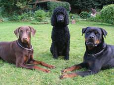 Bed & Biscuits Holiday Home for Dogs, Newmilns