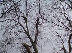 Prestigious Trees, Bromley