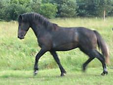 Wings Farm Equestrian, Wisbech