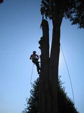 East Devon Tree Care Ltd, Exmouth