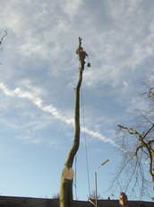 Crown Tree Surgeons, Salford