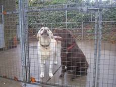 Challands Farm Boarding Kennels and Ca, Southwell