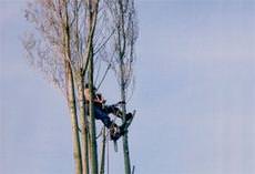 Hindle and Brown Tree Care, Stockport