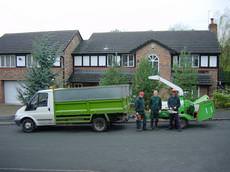 Cheshire Tree Felling, Macclesfield