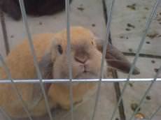 Hoppy Holidayz Rabbit Camp, Thornton